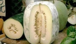 白糕吃瓜没有瓜,无瓜之趣，品味独特风味