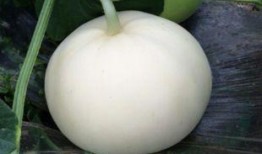 梨瓜囊可以吃吗,美味可口的天然食材探索