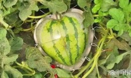 吃瓜吃到中国,揭秘网络舆论背后的真相与影响