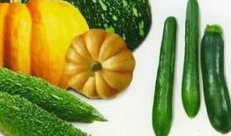 可以做菜吃那几钟瓜,盘点那些可以做菜吃的瓜类佳肴