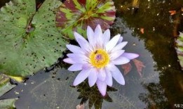 赏花赏月赏秋香 吃瓜,瓜田笑谈乐无边