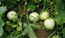 甜瓜吃瓜现场,揭秘甜瓜吃瓜的欢乐瞬间