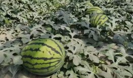 寿光泰华吃瓜,一场吃瓜盛宴背后的故事