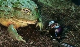 蛙兄吃瓜视频,揭秘娱乐圈幕后真相，带你领略明星们的真实生活