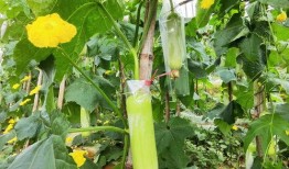 夏天吃瓜模式视频,跟着“吃瓜模式”视频畅享清凉时光