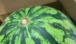 拒绝吃假瓜,守护健康生活