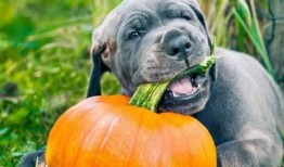 几只狗吃瓜图片,狗狗们的欢乐吃瓜时光