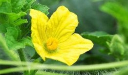 百花吃瓜,一场盛夏的狂欢盛宴