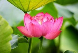 赏花赏月赏秋香 吃瓜,瓜田笑谈乐无边