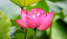 赏花赏月赏秋香 吃瓜,瓜田笑谈乐无边