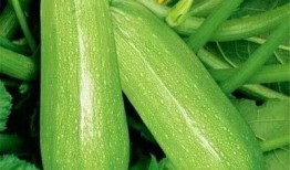 吃痛风的瓜,揭秘痛风“痛”因与解痛之道