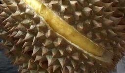 瓜哥吃瓜不吐籽视频,揭秘视频背后的趣味与真相