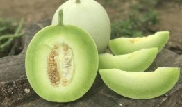 牛奶和玉菇瓜能一起吃吗,牛奶与玉菇瓜的食用搭配探讨