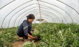 来大棚里吃瓜,共享瓜果飘香时光