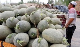 大杨老师吃哈密瓜,大杨老师与哈密瓜的甜蜜邂逅