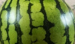 你们表演我吃瓜,揭秘“我吃瓜”表演背后的精彩瞬间