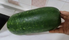 瓜可以做馅儿吃,探索各式瓜馅儿的独特魅力