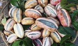 八月瓜吃瓜的哪些部分,从果肉到叶子的美味探索