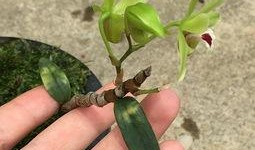 虎斑头像吃瓜,揭秘网络红人吃瓜背后的故事