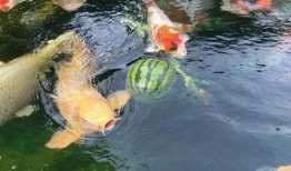 吃瓜锦鲤,揭秘娱乐圈的神秘力量