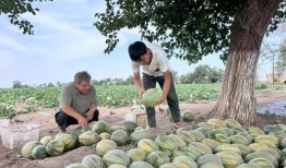 纳凉吃瓜是什么季节,瓜果飘香——盛夏时节的悠闲时光