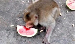 大脸猴吃瓜,揭秘瓜界奇闻轶事