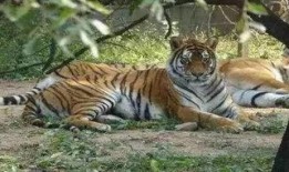 老虎吃瓜手办,萌宠与美食的跨界碰撞