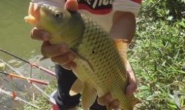 鲤鱼为什么吃瓜,揭秘水生动物的特殊饮食习惯