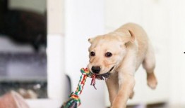 几只狗吃瓜图片,狗狗们的欢乐吃瓜时光