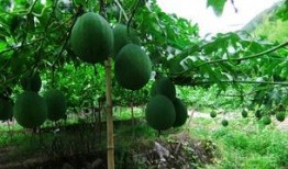 吊瓜尖尖怎么吃,解锁美味新体验