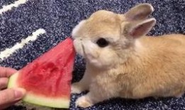 吃瓜兔砸,揭秘娱乐圈的幕后故事