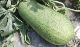 牛奶和玉菇瓜能一起吃吗,牛奶与玉菇瓜的食用搭配探讨