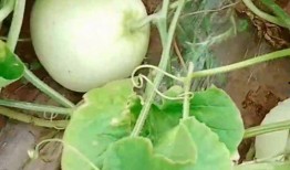 瓜瓜山上吃瓜,瓜瓜山上的甜蜜瓜宴之旅