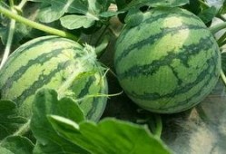 上海的吃瓜,吃瓜群众的美食盛宴