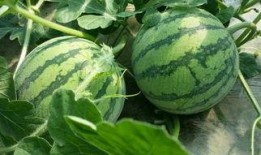 上海的吃瓜,吃瓜群众的美食盛宴