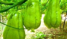 陇南吃瓜女,探寻吃瓜女生的独特魅力