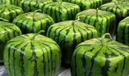 全潮汕都在吃瓜