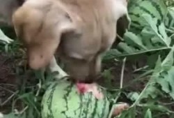 我又带球跑了 吃瓜的瓜,瓜王带球狂奔，围观群众纷纷吃瓜