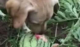 我又带球跑了 吃瓜的瓜,瓜王带球狂奔，围观群众纷纷吃瓜