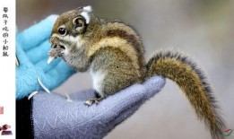 吃瓜松鼠揭秘,娱乐圈幕后真相大曝光