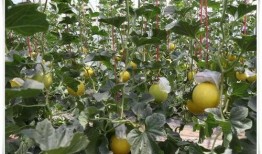 车刘村吃瓜,共享清凉时光