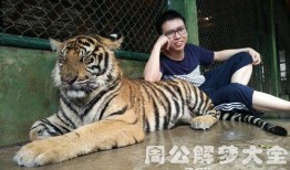 梦见老虎吃瓜,老虎与瓜果的神秘邂逅