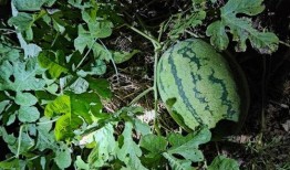 瓜瓜山上吃瓜,瓜瓜山上的甜蜜瓜宴之旅