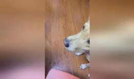 带你吃瓜狗子蹦迪,带你领略“带你吃瓜狗子蹦迪”的独特魅力