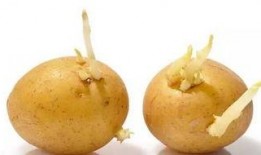 吃瓜发芽,揭秘瓜类植物的生长奥秘