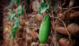 立秋为啥吃瓜,传统习俗中的季节变迁与美食文化