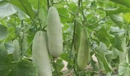 瓜落可以吃吗,天然美食还是未知风险？