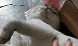 鱼豆腐吃瓜,一场味蕾的盛宴