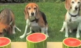 路边吃瓜的狗,见证人间百态的忠实伙伴