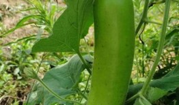 吃瓜晚上胖吗,小心身材“膨胀”？揭秘吃瓜与体重的关系